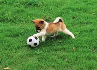 Street Football Cup: Puppy Edition puppy playing soccer